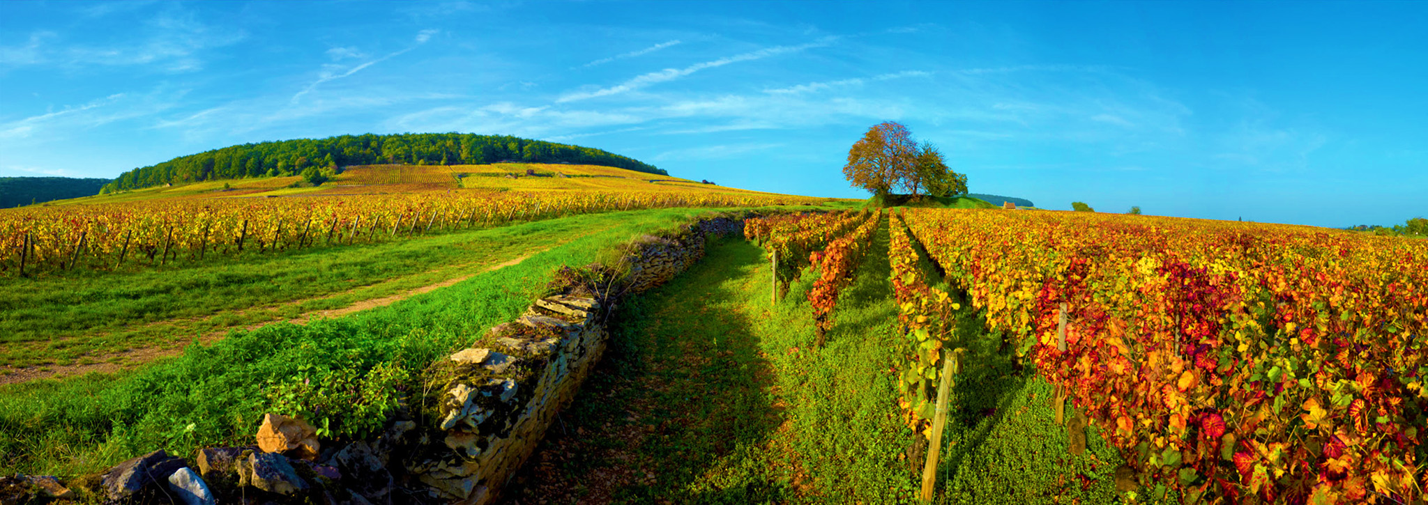 Vignobles de Bourgogne