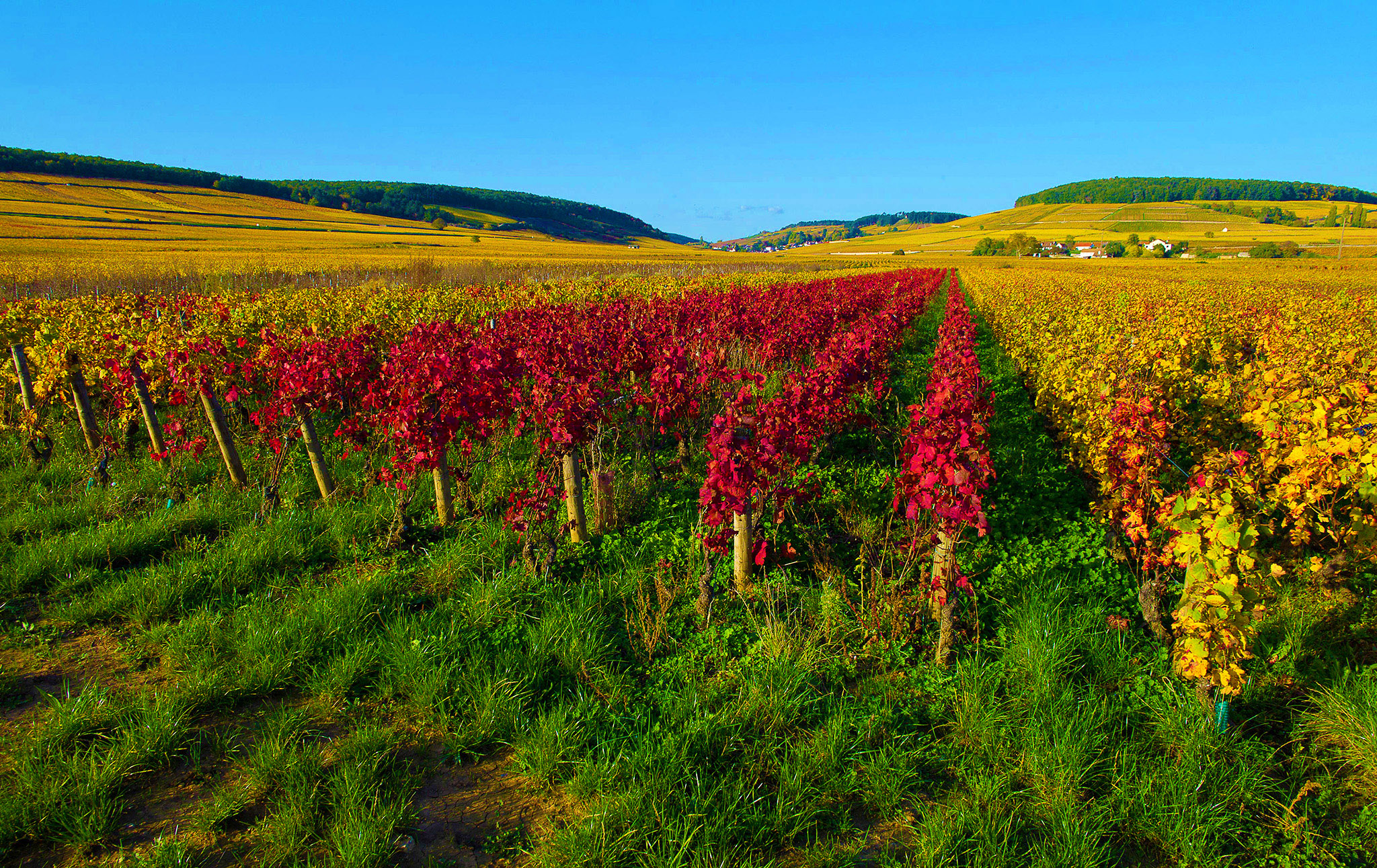 Vignobles de Bourgogne